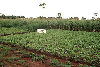 No-tillage