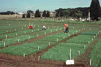 Siembra Directa - Investigación