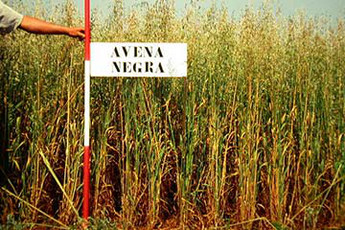 Siembra Directa - Avena negra